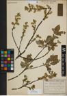 Foto von Salix myrsinifolia Salisb.
